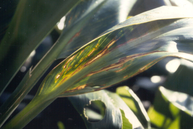 Bacterial leaf streak