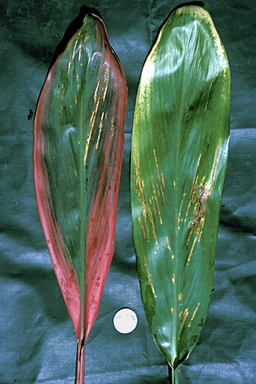 Bacterial leaf streak