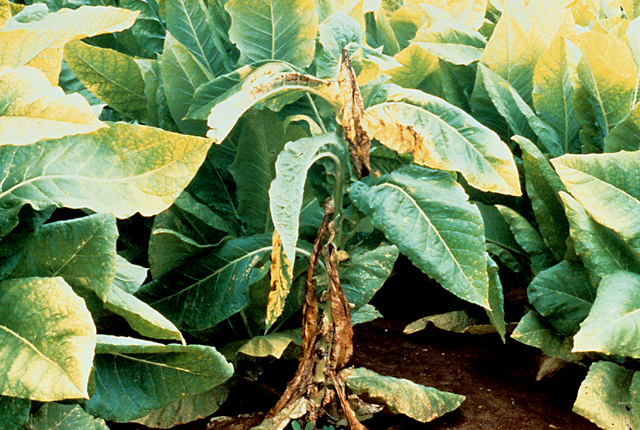 Hollow stalk