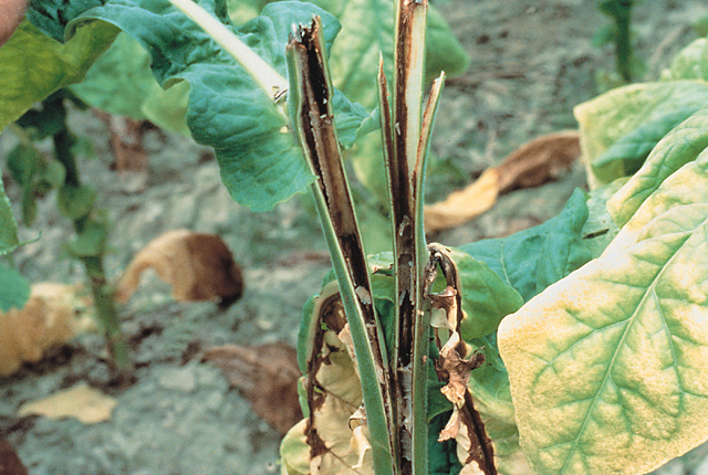 Hollow stalk