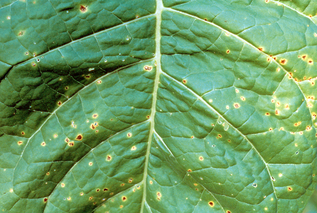 Angular leaf spot