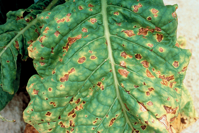 Angular leaf spot