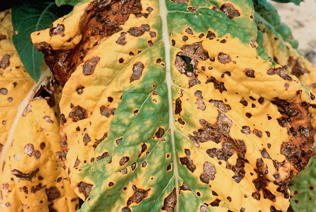 Angular leaf spot