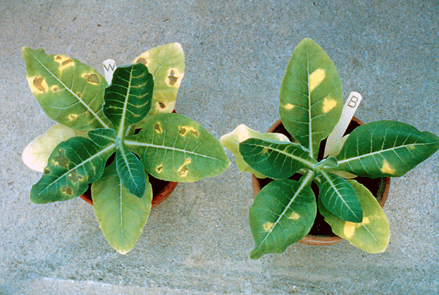 Wildfire (Angular leaf spot)