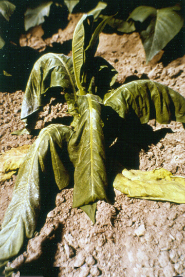 Bacterial wilt