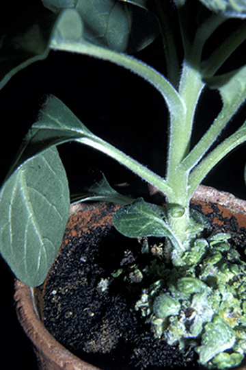 Bacterial fasciation (Leafy gall)