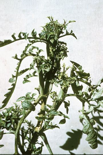Tomato big bud