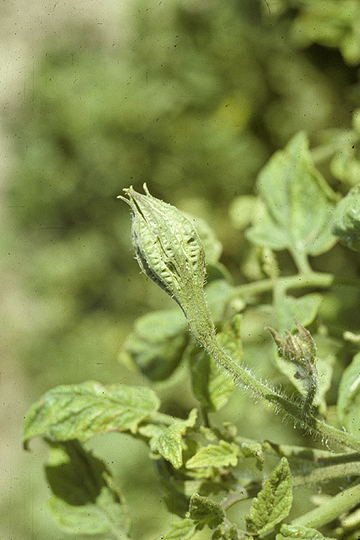 Tomato big bud