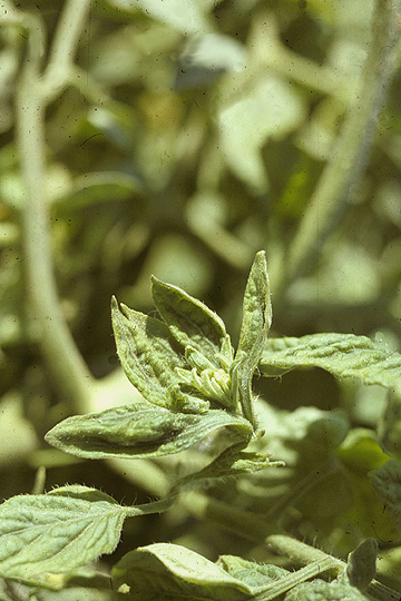 Tomato big bud