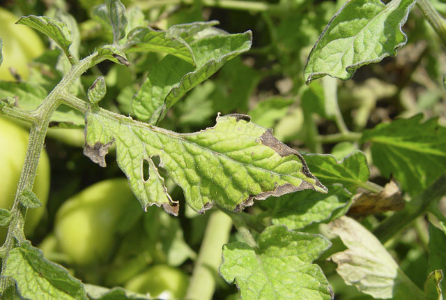 Bacterial canker