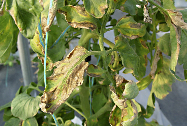 Bacterial canker