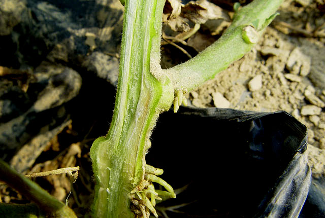 Bacterial canker