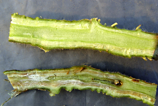 Bacterial canker