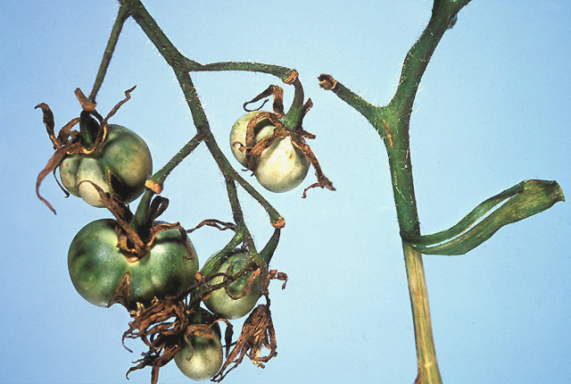 Bacterial canker