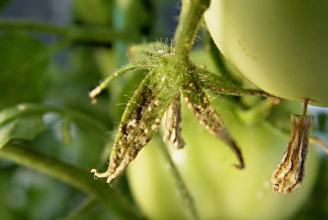 Bacterial canker