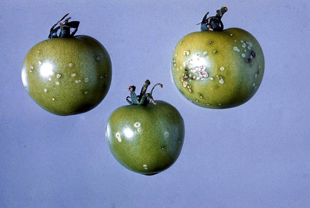 Bacterial canker