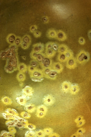 Bacterial canker