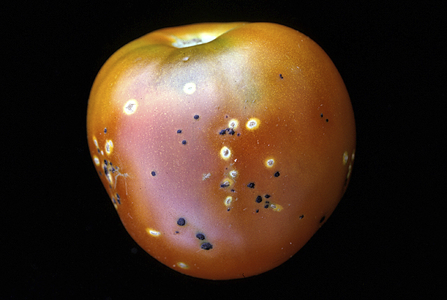 Bacterial canker