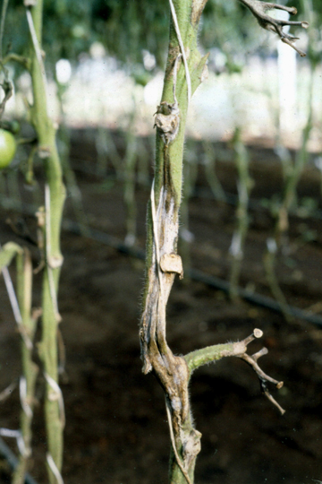Bacterial stem rot