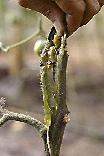 Bacterial stem rot