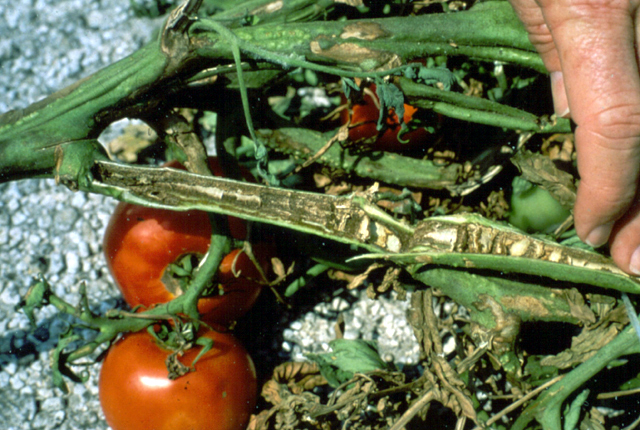 Pith necrosis