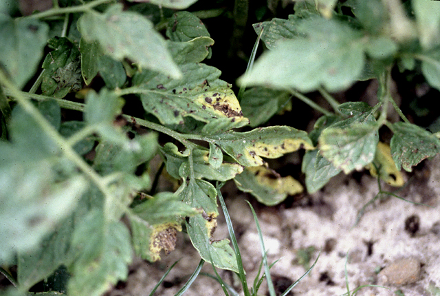 Syringae leaf spot