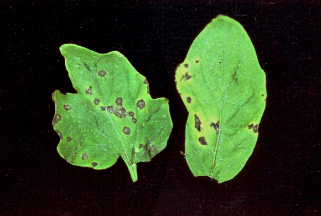 Bacterial speck