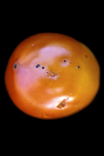 Bacterial speck