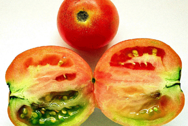 Bacterial fruit rot