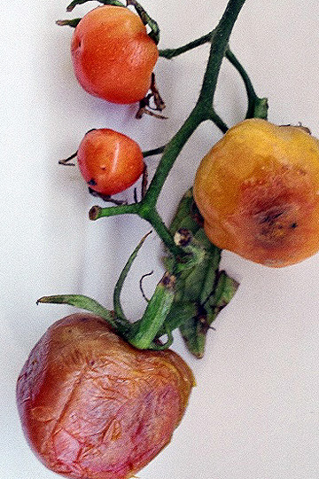 Bacterial fruit rot