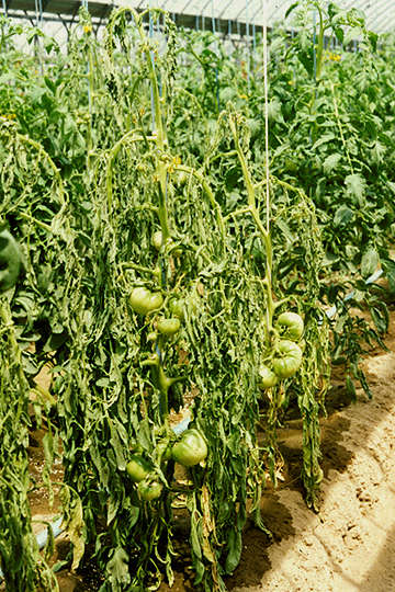 Bacterial wilt
