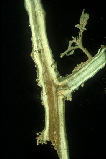 Bacterial wilt