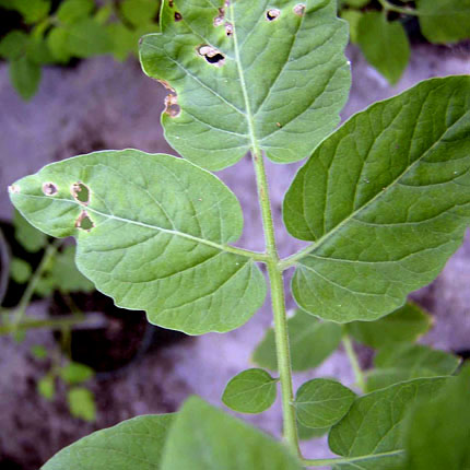 Bacterial spot