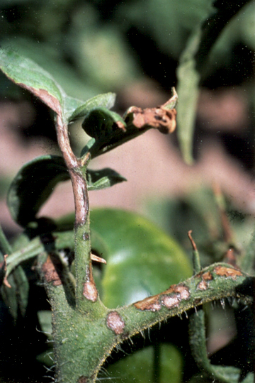Bacterial spot