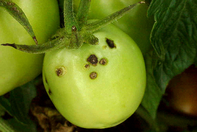 Bacterial spot