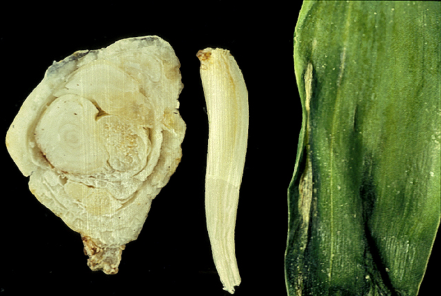 Bacterial blight