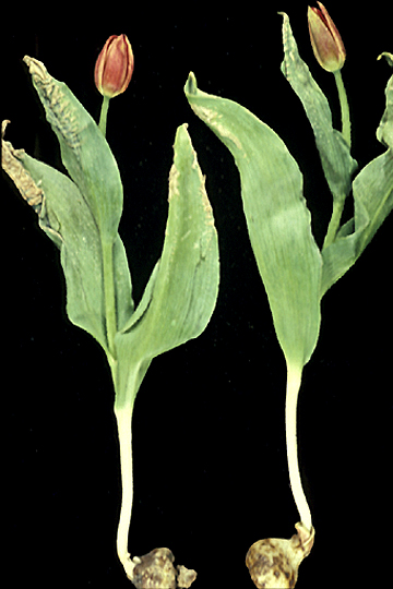 Bacterial blight