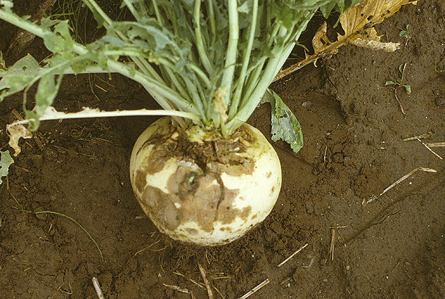 Bacterial soft rot