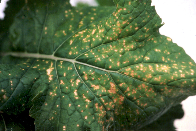 Bacterial leaf spot