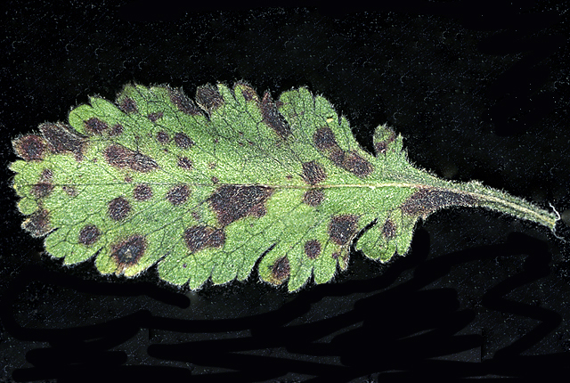 Bacterial leaf spot