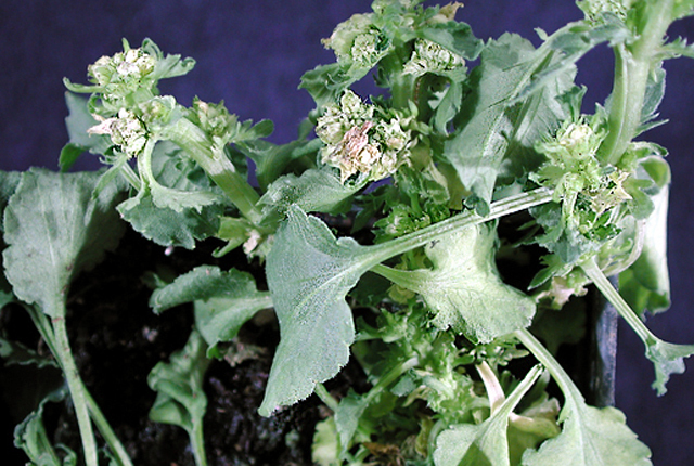 Bacterial fasciation (Leafy gall)