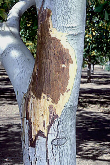 Shallow bark canker