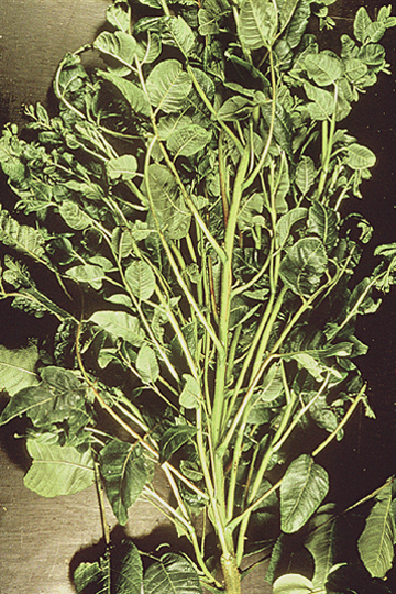 Bunch disease