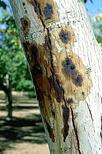 Shallow bark canker