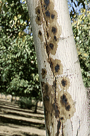 Shallow bark canker