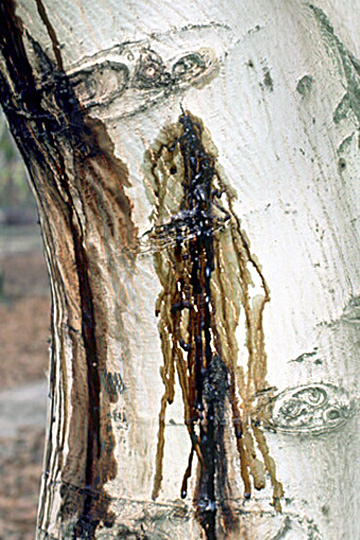 Deep bark canker