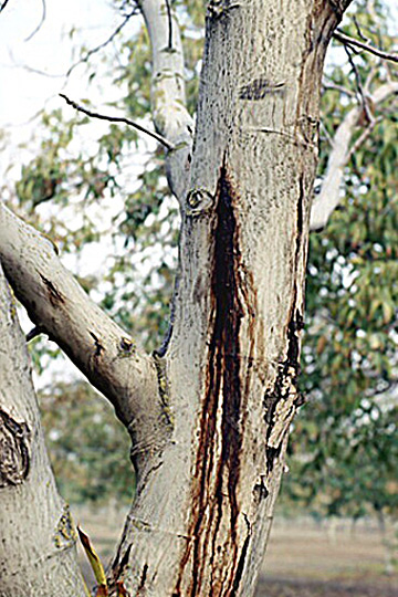 Deep bark canker