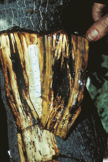 Deep bark canker