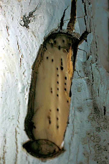 Deep bark canker