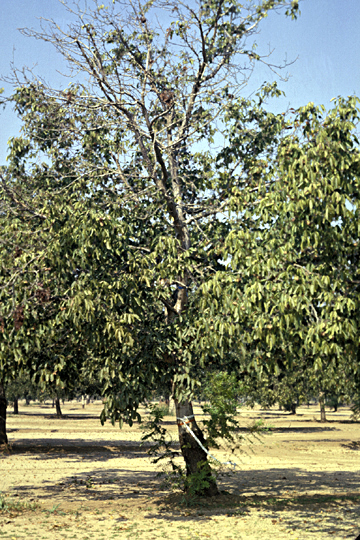 Deep bark canker